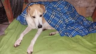 Animalista denuncia robo de cama, comida y medicinas a perro rescatado