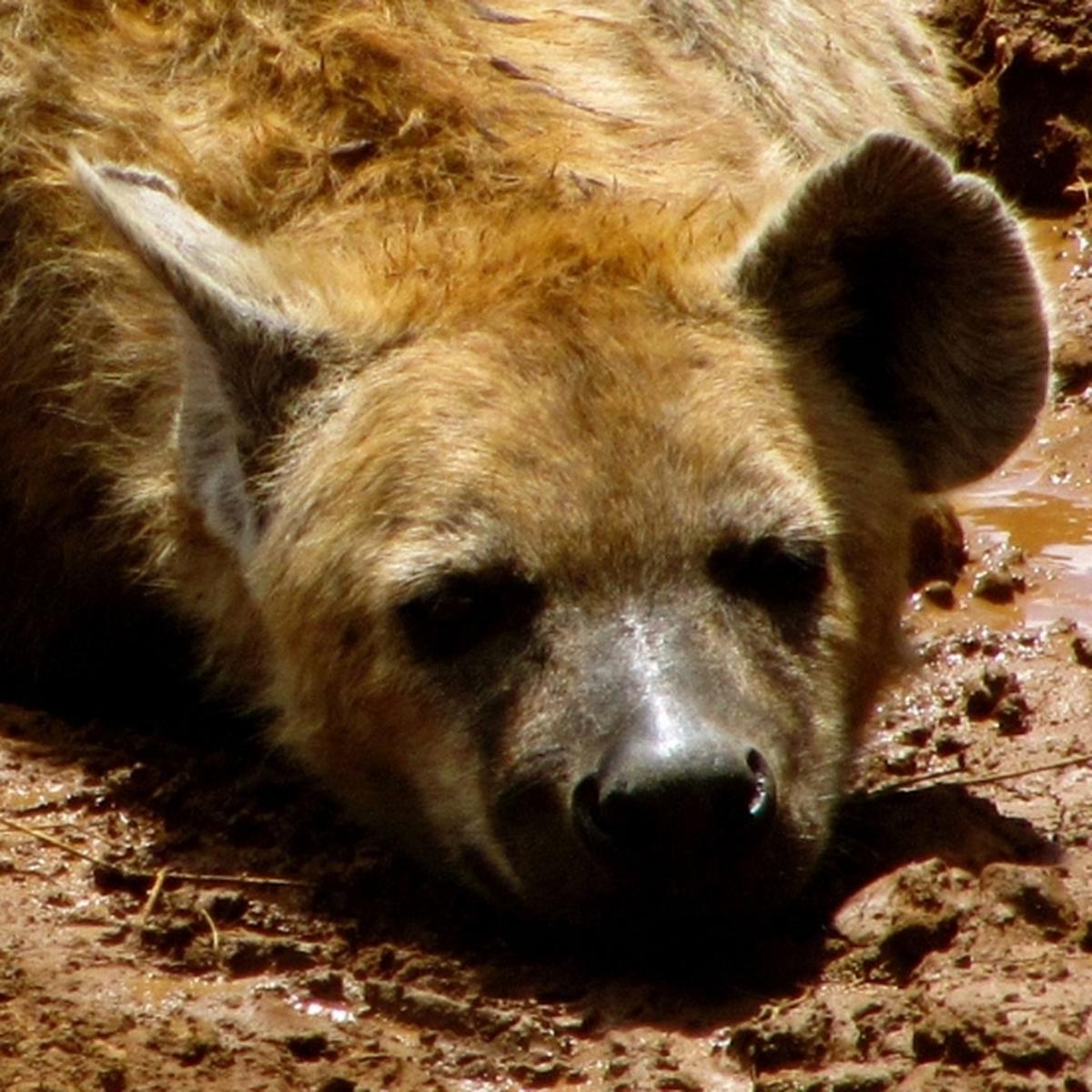Mira el brutal ataque de una manada de leones a una solitaria hiena |  REDES-SOCIALES | EL COMERCIO PERÚ