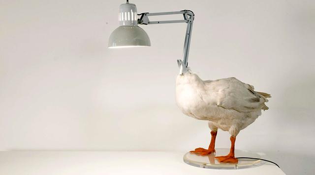 ¿Iluminarías tu casa con un pato disecado? Mira estas lámparas - 1