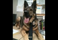 EE.UU: Departamento de Policía a una perra como su nuevo detective