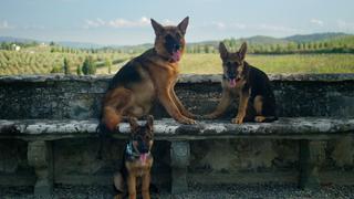 “Gunther, el perro millonario”: ¿cuánto dinero tiene el can que inspira miniserie de Netflix?