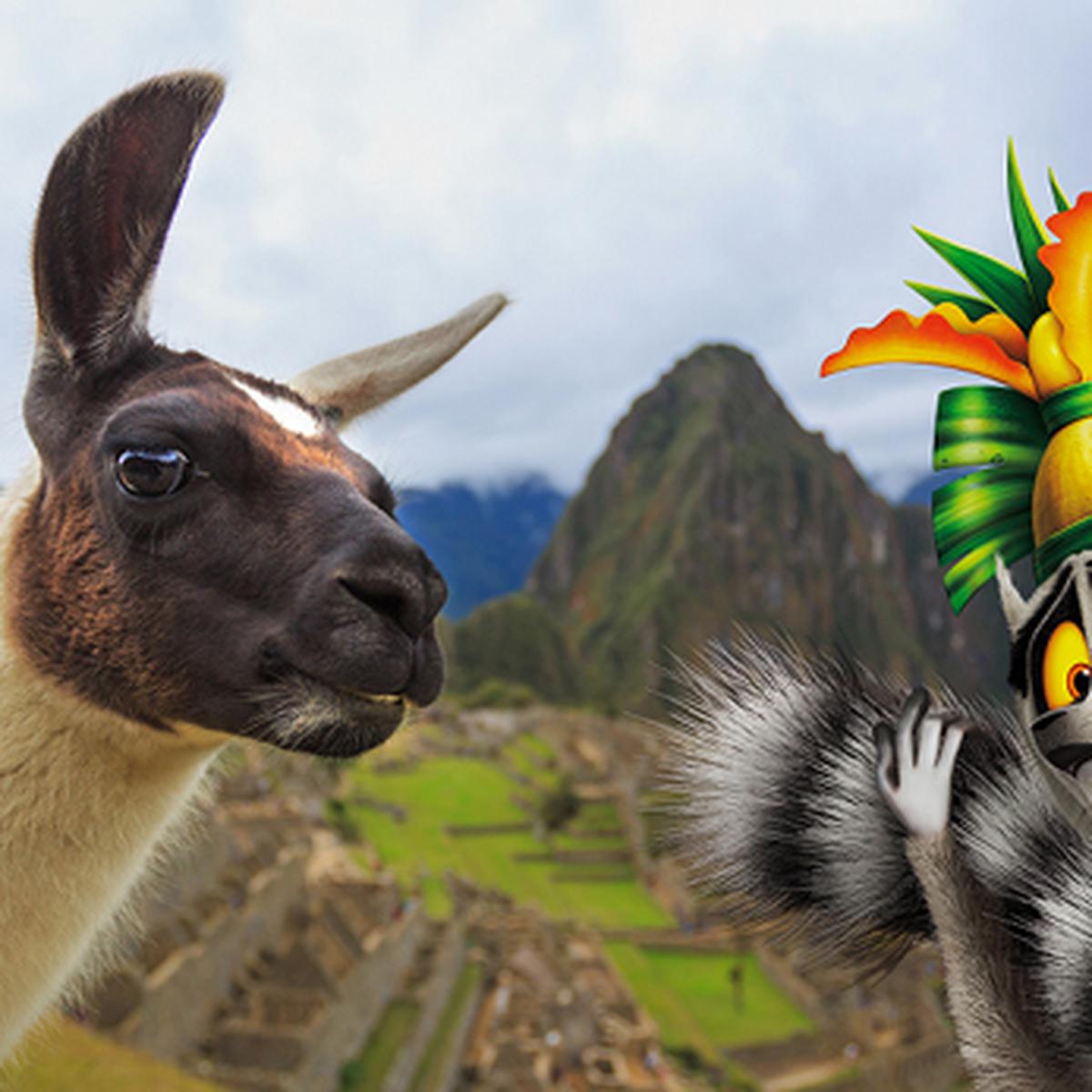 Las divertidas imágenes del Rey Julien en Machu Picchu | TVMAS | EL  COMERCIO PERÚ