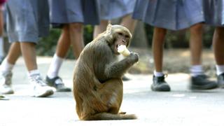 Un mono mató a un bebe de doce días de nacido en la India
