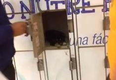 Supermercado se une a indignación por perro que fue encerrado en locker  | VIDEO