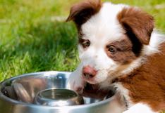 Envenenamiento en perros: ¿es bueno darles leche o aceite?