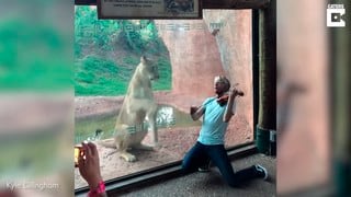 Violinista sorprende a león cantándole una melodía romántica y la reacción del felino se vuelve tendencia