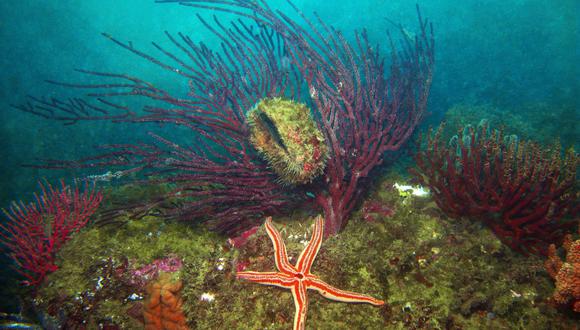 Las características que convierten a esta propuesta de reserva en una de alta biodiversidad es el ecosistema que se logra cuando las aguas del Mar Tropical del Pacífico Oriental, que inician en México, llegan al norte del Perú. Foto: Yuri Hooker