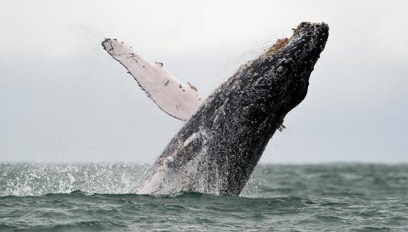 Controversia sobre la caza "científica" de ballenas en Japón