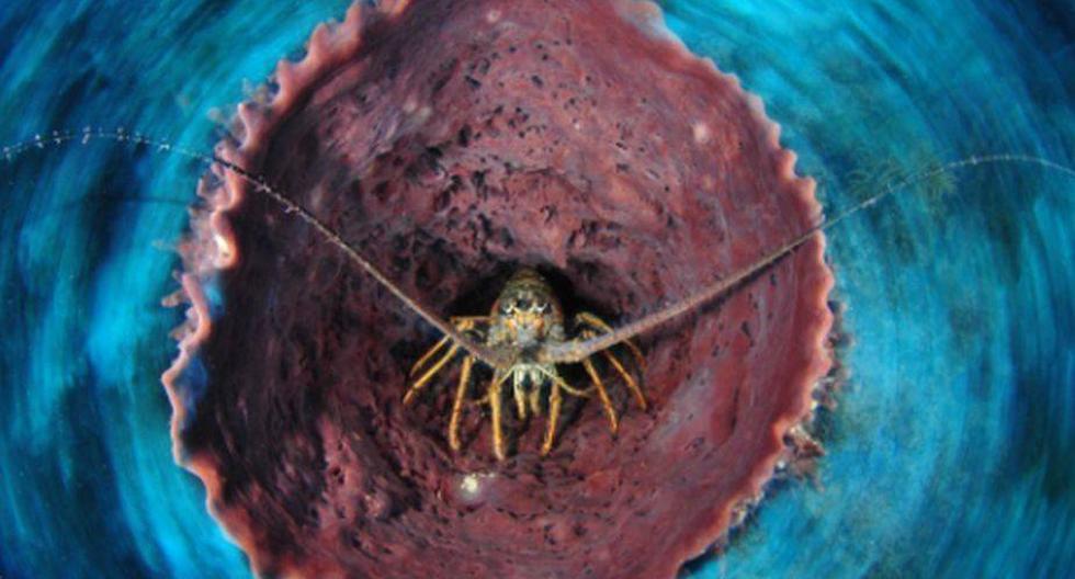 El 3 de marzo se celebró el Día Mundial de la Fauna Silvestre centrado en la vida submarina | Foto: Oceana / Carlos Minguell