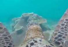 El mundo se ve así desde los ojos de una tortuga | VIDEO