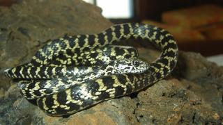 Las tres nuevas especies de serpientes descubiertas en Galápagos | FOTOS