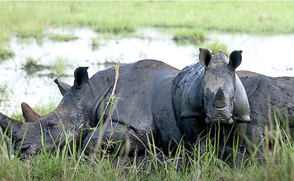 En Uganda podrás ver de cerca a uno de los animales más grandes del mundo: el rinoceronte. En el distrito de Nakasongola se encuentra Ziwa Rhino Sanctuary, un santuario de vida silvestre que alberga rinocerontes blancos, así como una gran variedad de aves y otros animales salvajes. Se ha vuelto popular entre los turistas el ‘Rhino trekking’, el cual trata de una caminata cerca a estos animales de gran tamaño, pero siempre en compañía de un guía. Además de esta increíble experiencia, también puedes  pasar la noche en un campamento o en casas. (Foto: Ziwa Rhino Sanctuary)