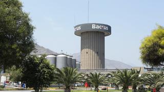 Backus comprará 45.000 toneladas de maíz peruano para apoyar a agricultores locales