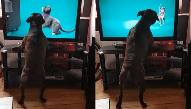 La singular reacción de un perro que ve un gato en la televisión. (Foto: YouTube|ViralHog)
