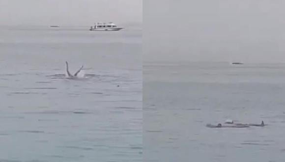 Un ruso de 23 años fue sorprendido por el tiburón mientras nadaba en uno de los centros turísticos del Mar Rojo de Egipto. (Redes sociales).