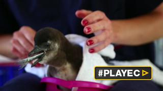 La asombrosa lucha por salvar estos pingüinos africanos [VIDEO]