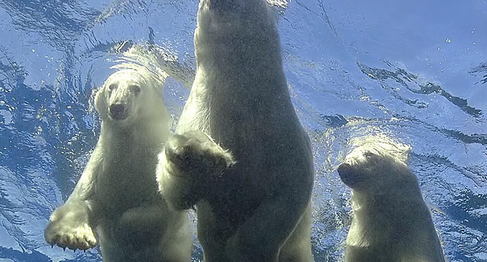 Madre le enseña a nadar a sus pequeños osos polares. (Foto: Captura de YouTube)