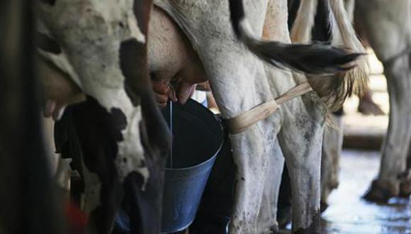 Cuba: ¿por qué es duro el castigo por sacrificar ganado?
