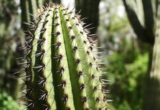México: Conoce el mayor santuario de cactus del mundo