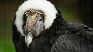 Día Mundial de las Aves: los peligros que enfrenta el cóndor andino en Sudamérica 