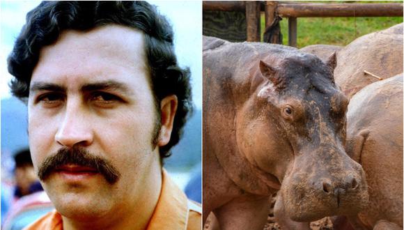 Pablo Escobar fue quien llevó hipopótamos a Colombia ya ahora son un problema para la sostenibilidad ambiental de la fauna local.