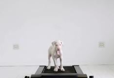 Vimeo: La conmovedora transformación de un cachorro rescatado