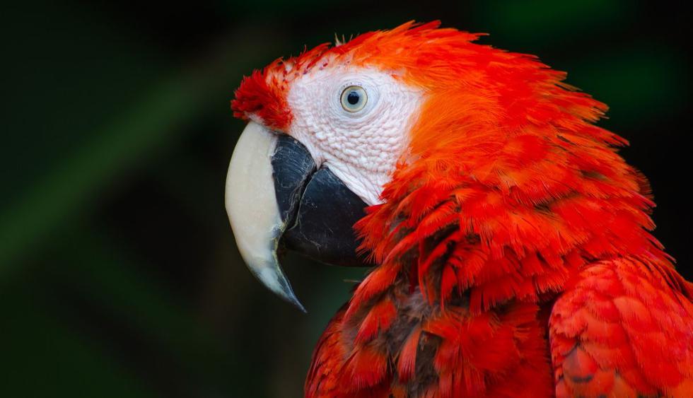 El ave multicolor se convirtió en la sensación de las redes sociales. (Foto: Pixabay)