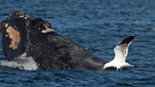 “Gaviotas cocineras” se alimentan de la piel de ballenas vivas al sur de Argentina | VIDEO