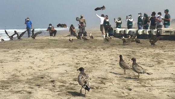 A la fecha, el Serfor ha liberado 127 individuos de aves silvestres marino costeras que fueron recuperadas. (Foto: Municipalidad de Lima)