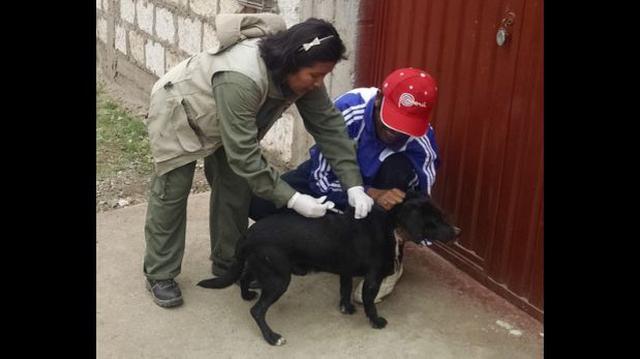 Prevención de rabia canina: vacunación será en todo Arequipa - 1