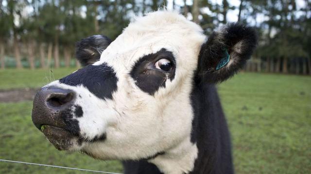 El principal exportador de productos lácteos del mundo se encuentra en Nueva Zelanda. Su nombre: La Fonterra. Este no ha estado libre de polémicas. Una de ellas ocurrió en 2013, por un susto de contaminación de leche en polvo en China. Los productos lácteos representan alrededor de una cuarta parte de los ingresos anuales de exportación de Nueva Zelanda por US$ 36.000 millones de dólares. (Foto: Reuters)
