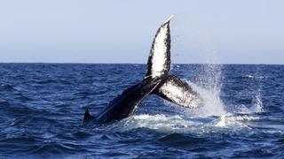Ballenas jorobadas: empezó el avistamiento en Piura [FOTOS]