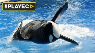 La orca que mató a su entrenadora está muy enferma [VIDEO]