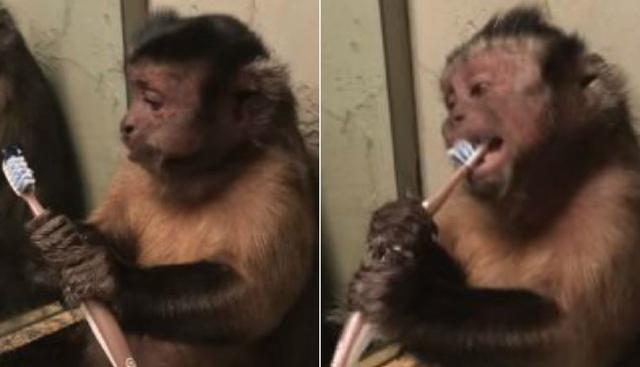 Al mono le encanta imitar la mayoría de acciones diarias de sus dueños. (YouTube: ViralHog)