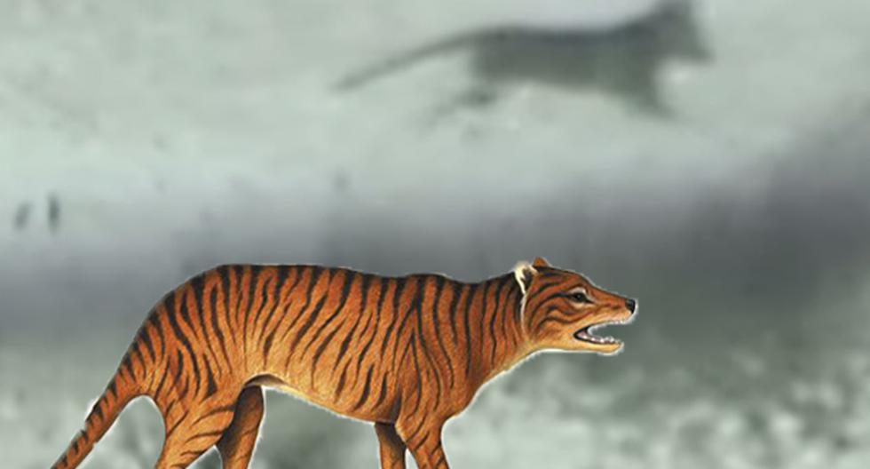 ¿Se tratará del mítico tigre de Tasmania? (foto: captura)