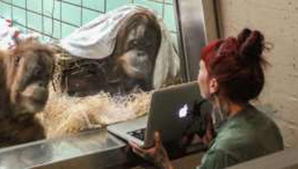 Zoológico holandés quiere crear un 'Tinder' para orangutanes