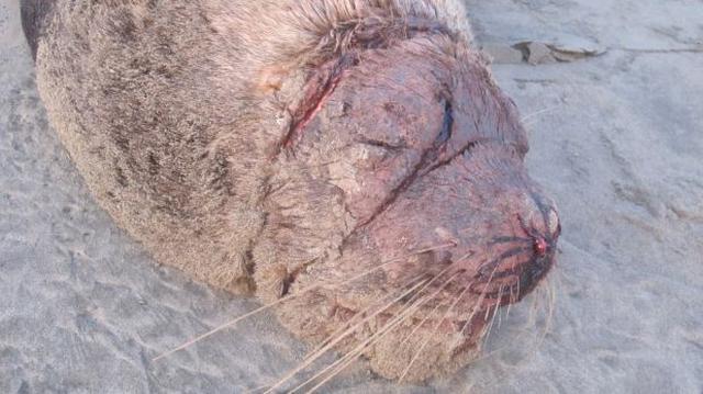 Lambayeque: aparecen más delfines y lobos marinos muertos - 2
