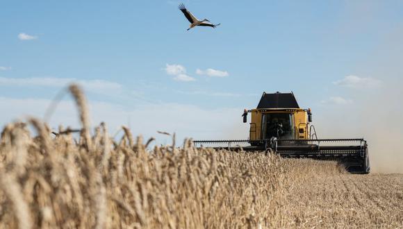El precio del trigo bajó 1% a US$ 374,2 la tonelada por el ingreso de la cosecha de trigo de invierno en Estados Unidos y las elevadas exportaciones rusas.