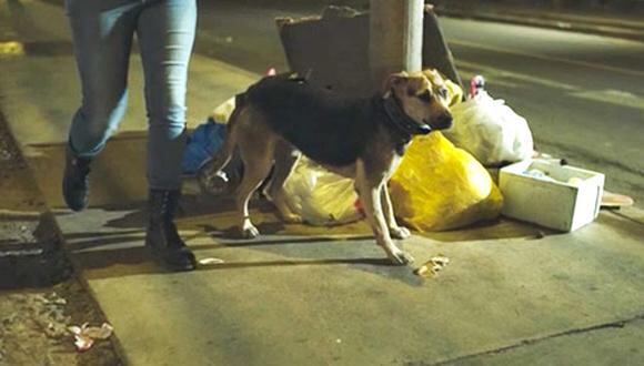 Miles de perros son abandonados por sus propios dueños y suelen hacerlo cerca a un basural.