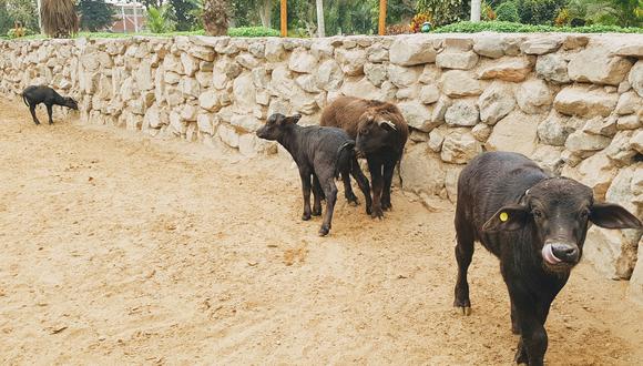 Cuatro búfalos de agua nacieron en el Parque de las Leyendas entre marzo y mayo de este año. Sus madres tuvieron un periodo de gestación de 11 meses (Foto: Municipalidad de Lima).