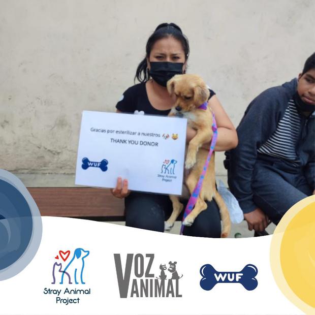 Gracias a una alianza con Stray Animal Project y Voz Animal, en el mes de enero WUF pudo esterilizar a 50 animalitos en San Martín de Porres.