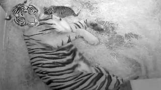EE.UU.: nacimiento de tigres de Sumatra es un "éxito" para la especie