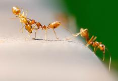 Hormigas quedaron atrapadas en una telaraña y sus compañeras las liberaron así