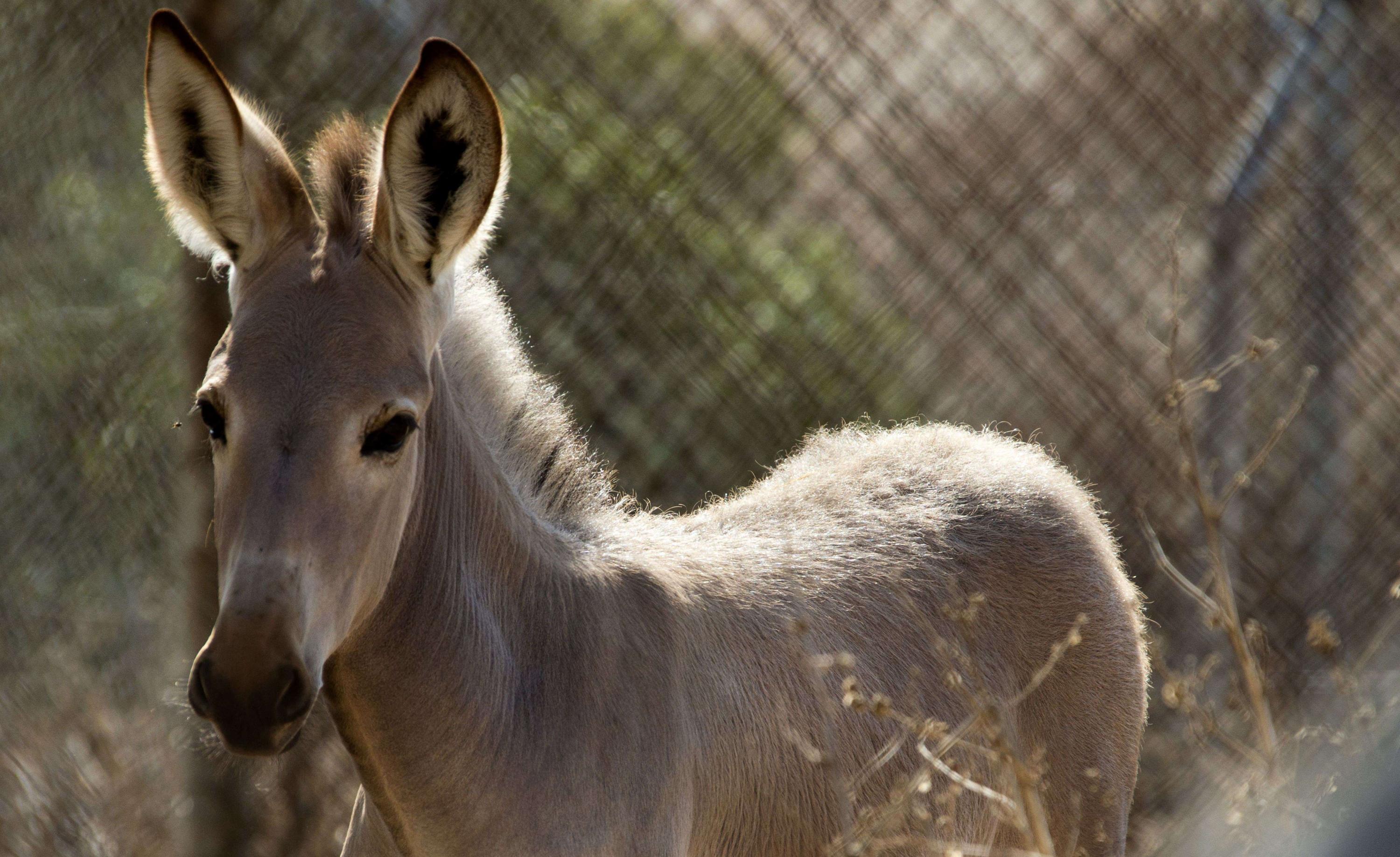 Venezuela: Encarcelan a dos bomberos por comparar a Nicolás Maduro con un burro. (AFP).