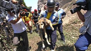 ¿Por qué un perro mestizo no puede ser policía?