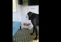 Este tierno bebé le roba la cama a un perro Gran Danés | VIDEO