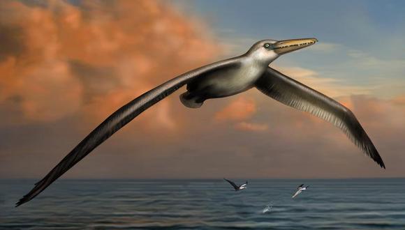 Representación artística del Pelagornis sandersi. (Ilustración: Liz Bradford/PNAS)