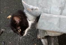 Facebook: este gato fue rescatado tras meter la cabeza donde no debía 