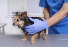 Consultorio WUF: ¿Cómo identificar una emergencia veterinaria?