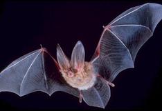 Curiosidades: hombre identifica a murciélagos por su olor 